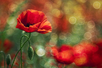 Beautiful wild poppy picture