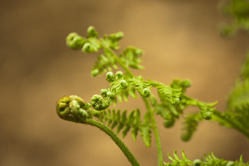 New fern leaves beginning to open