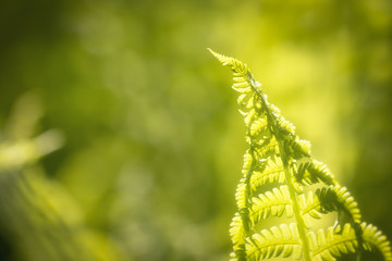 Farn vor grünem, unscharfen Hintergrund