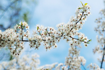 blossom flowers