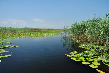 Water channel in the Danube delta with swamp vegetation