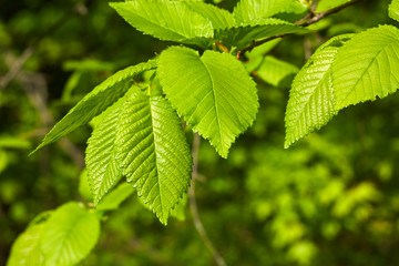 Fresh Green Elm Leaf Tree Branch