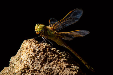 Dragonfly. Side view