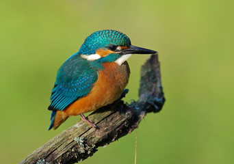 Kingfisher on a branch - 20
