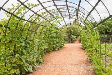 Trellis for pumpkin plants