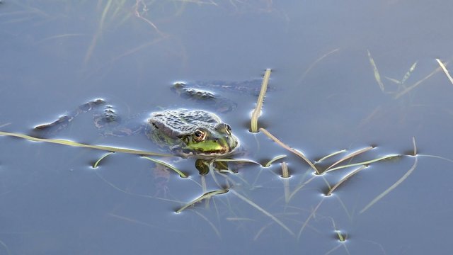 green water frog lying in the water