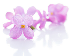 Fototapeta na wymiar Lilac violet flowers isolated on white background