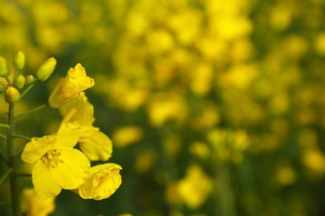 canola