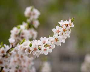 Cherry blossoms. Selective focus with shallow depth of field.