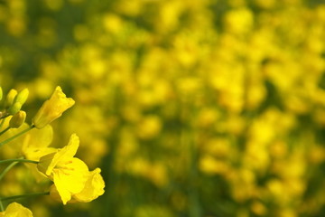 canola