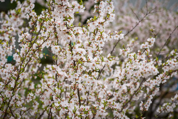 Cherry blossoms. Selective focus with shallow depth of field.