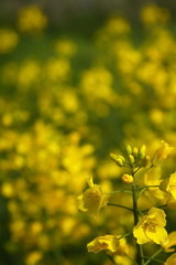 canola