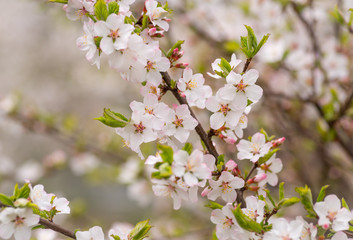 Cherry blossoms. Selective focus with shallow depth of field.