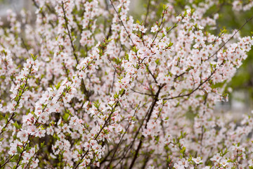 Cherry blossoms. Selective focus with shallow depth of field.