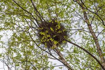 Bird nest in the branches.