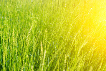 Fresh green grass background. With sunshine effect. 