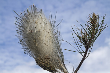 Schädling an einer Pinie