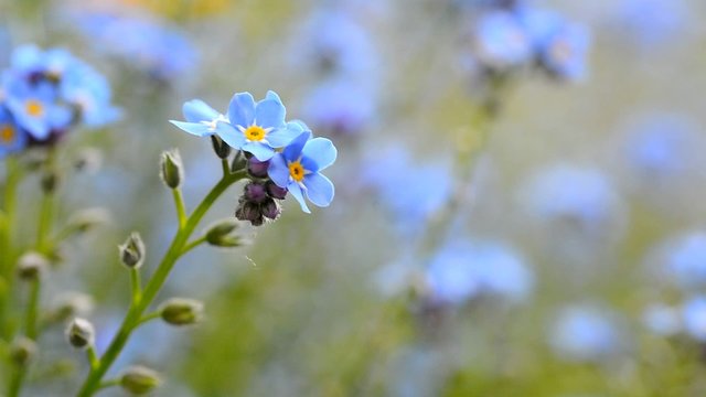 Macro shot of the Forget me not flower in the wind.