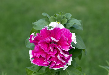 Цветок Петуния махровая