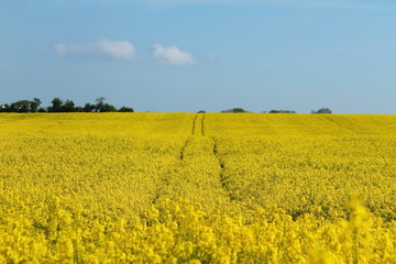 Fototapeta premium canola field
