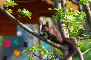 Eichhörnchen auf dem Baum!
