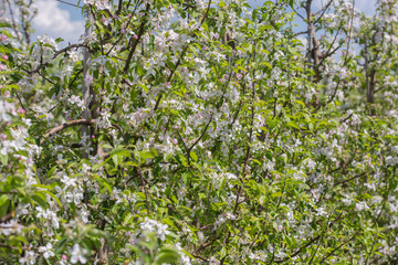 fruit orchard , Polish orchards  