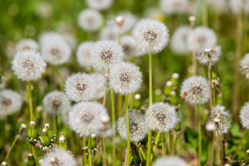 dandelions, Pusteblume 