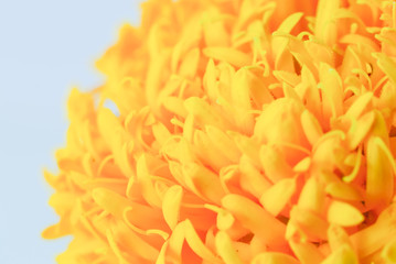  marigold flower