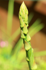 Asparagus vegetable growing in spring