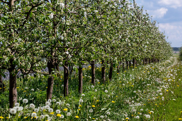 Fototapeta na wymiar fruit orchard , Polish orchards 