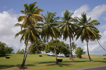 Palmen auf der Insel Martinique