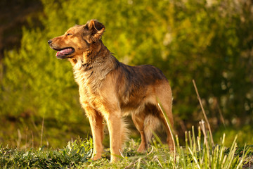 Funny Ginger Dog Stands on Grass Outdoor 