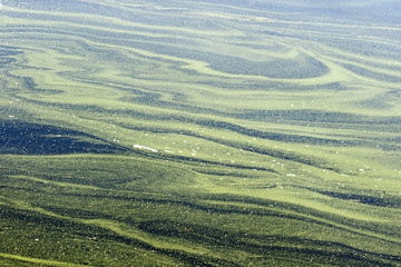 Algae Swirls