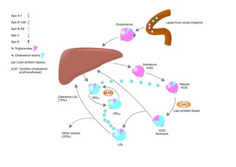 metabolismo del colesterolo e sue lipoproteine
