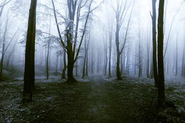 Dark trees in spooky forest