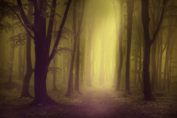 Creepy light in misty forest