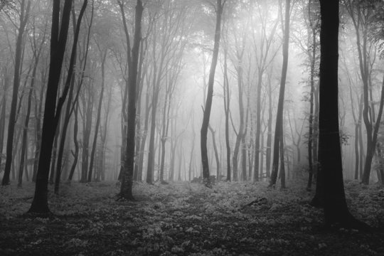 Fototapeta Spooky foggy forest
