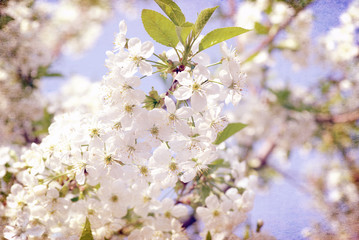 Fototapeta premium flowers