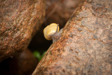 Yellow snail between two brown stones
