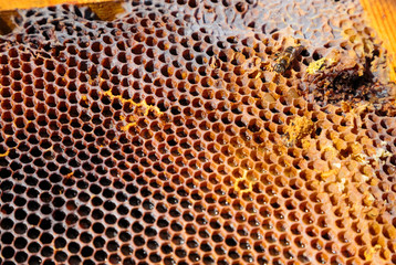Image of a honeycomb with a working bee