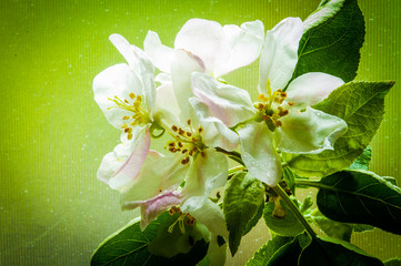 kwiat jabłoni wiśni - obrazy, fototapety, plakaty
