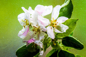 kwiat jabłoni wiśni © Krzysztof Matloch