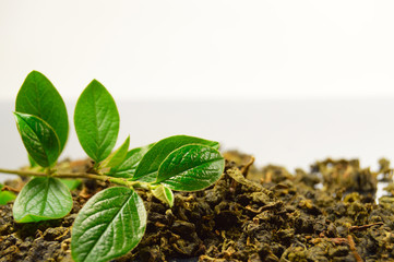 Dried leaves of tea tree and green branch