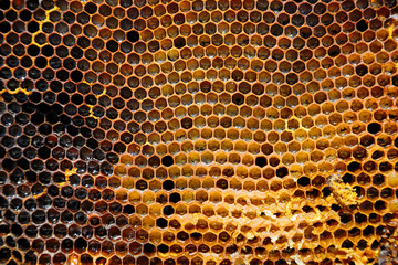 Image of a honeycomb in close-up