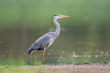 Grey Heron 
