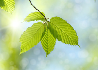 Fototapeta na wymiar green leaves