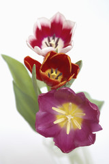 Obraz na płótnie Canvas red tulips on white background