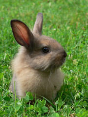 Fototapeta premium Cute Rabbit on the Grass, symbol of 2023