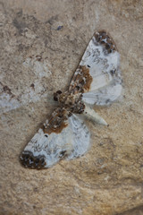 Eupithecia breviculata perched on a rock