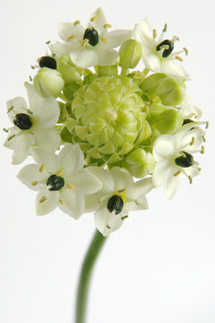 ornithoghalum flower on white background